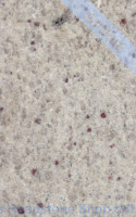 Kashmir White Granite Colour